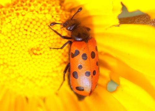 Actenodia septempunctata